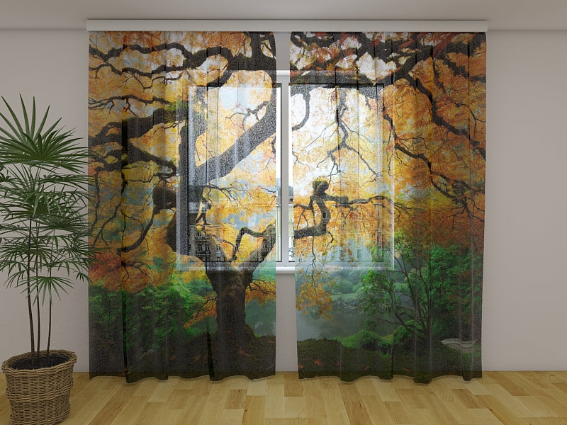 Fotogardine Alter japanischer Ahorn