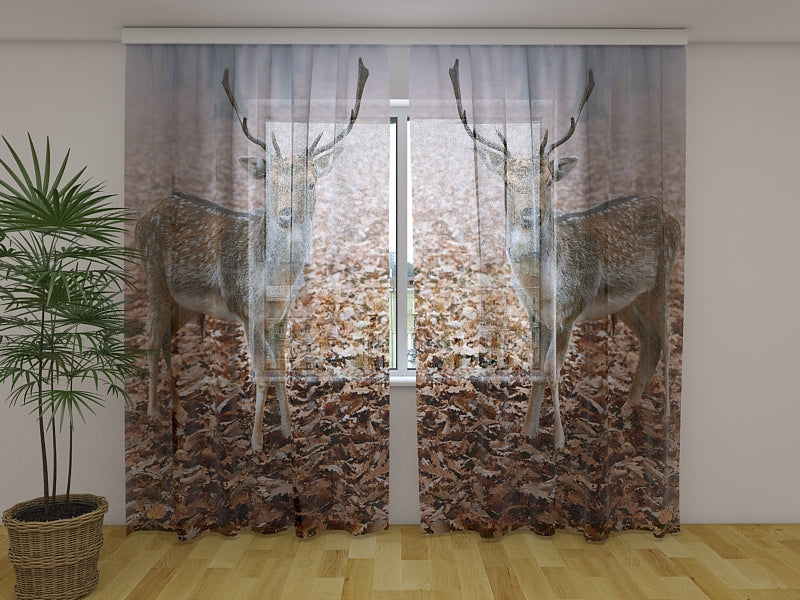Fotogardine Junge Hirsche im Herbstwald