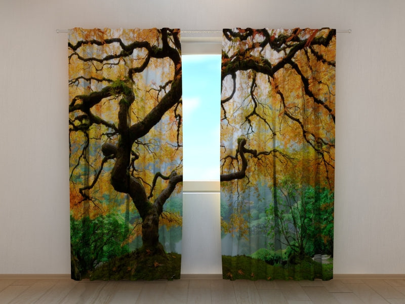 Fotogardine Alter japanischer Ahorn