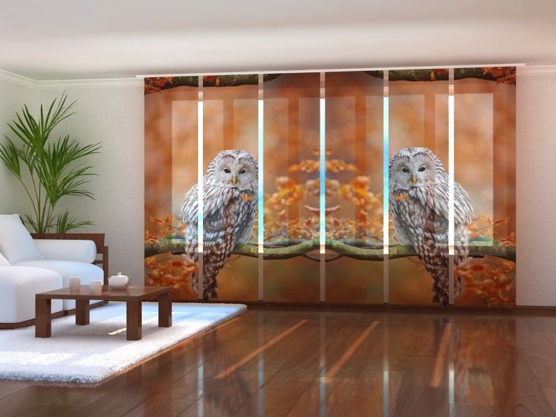 Schiebegardinen Habichtskauz im herbstlichen Eichenwald