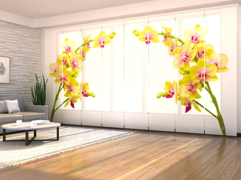 Schiebegardinen Sonnige Orchidee