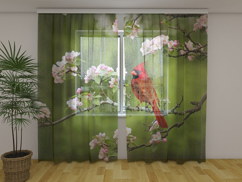 Fotogardine Vogelkardinal auf einem Frühlingszweig